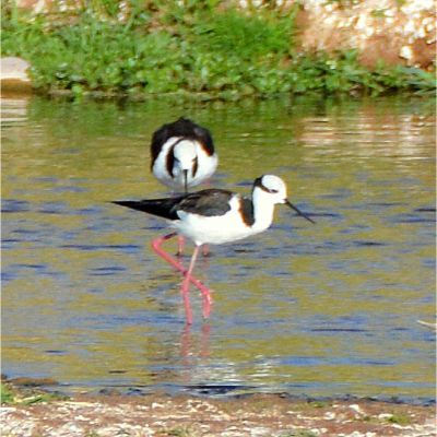 Black-Necked Stilt (2)